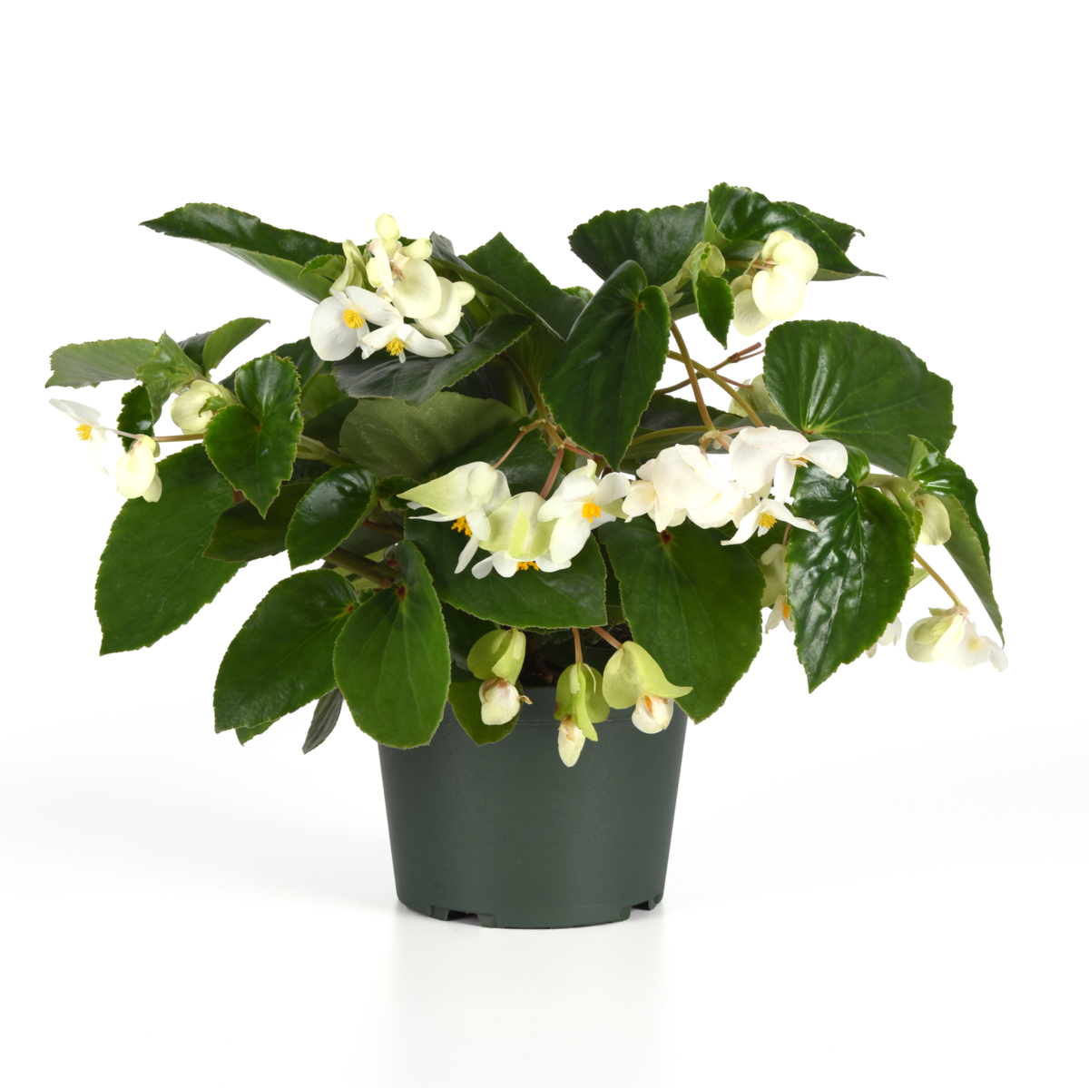white-3554650811.webp
