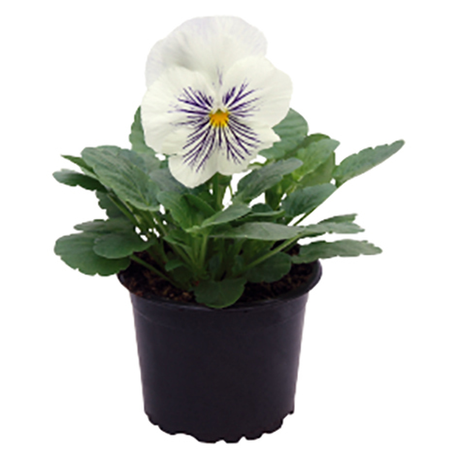 white-3615634309.webp