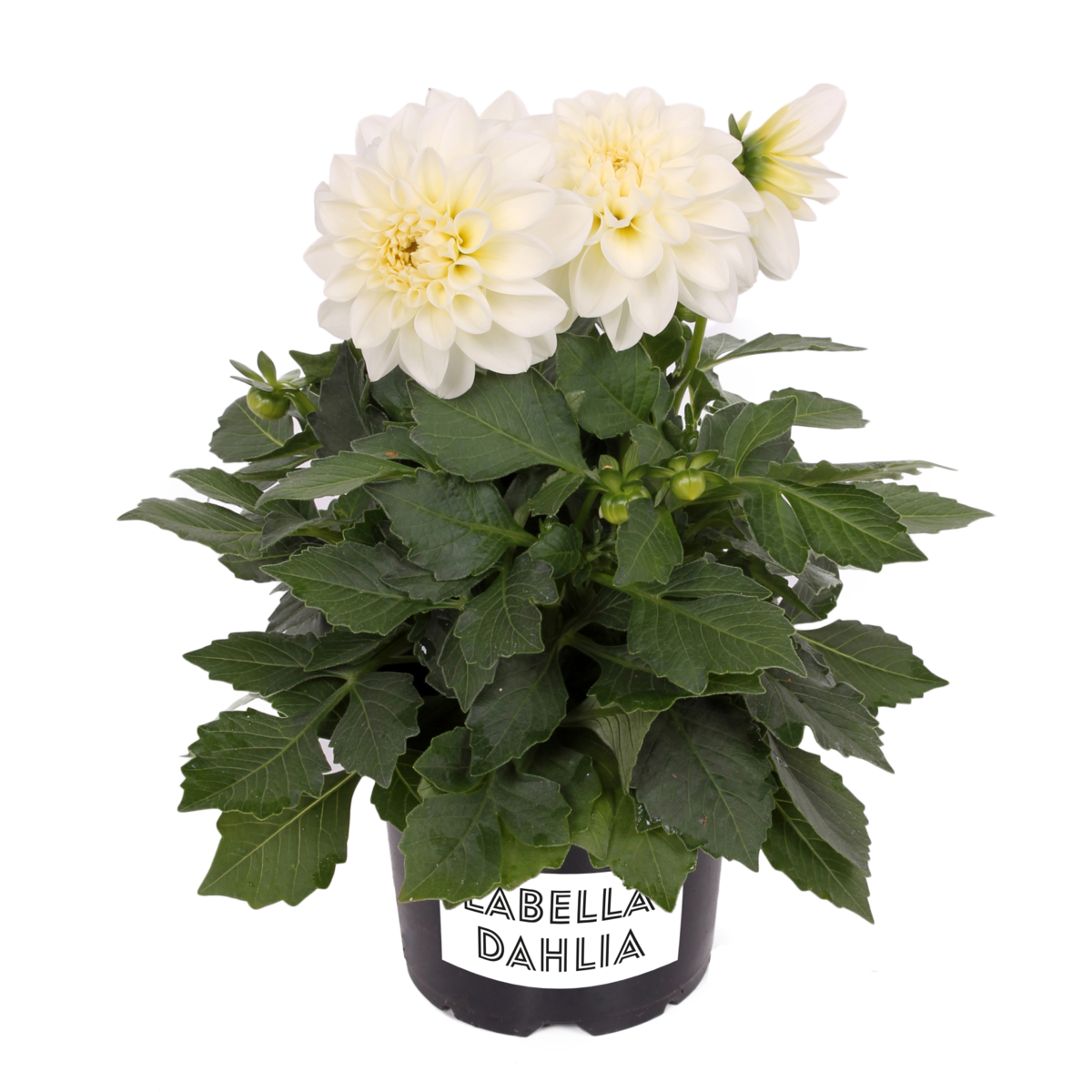white-3622219938.webp