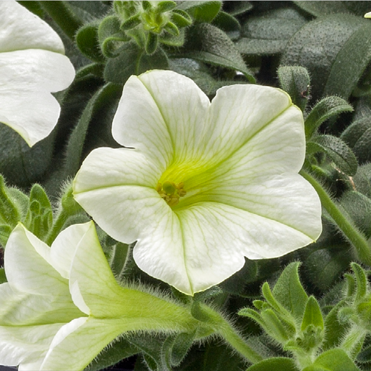 white-3977558575.webp