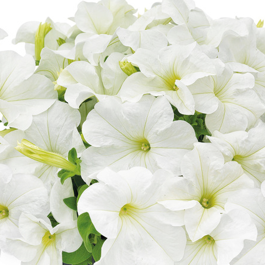 white-4032516073.webp