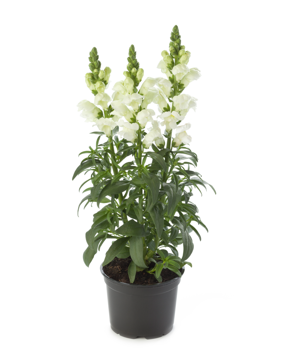 white-4157474969.webp