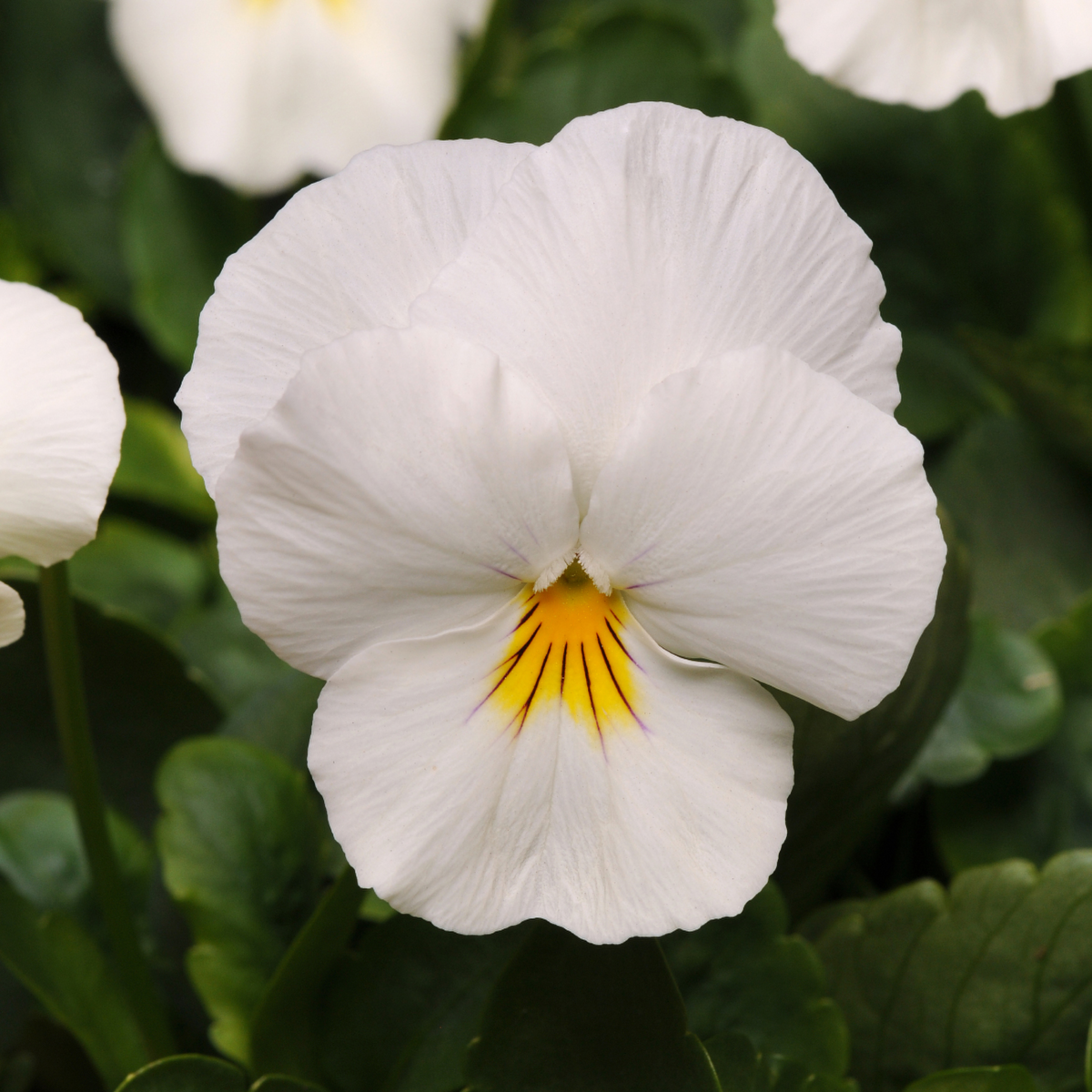 white-4220424848.webp