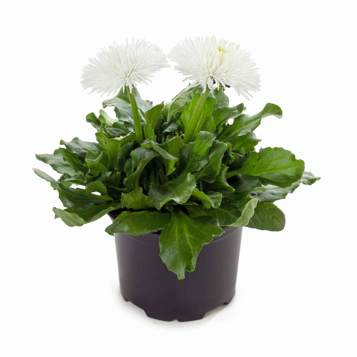 white-53788050.webp