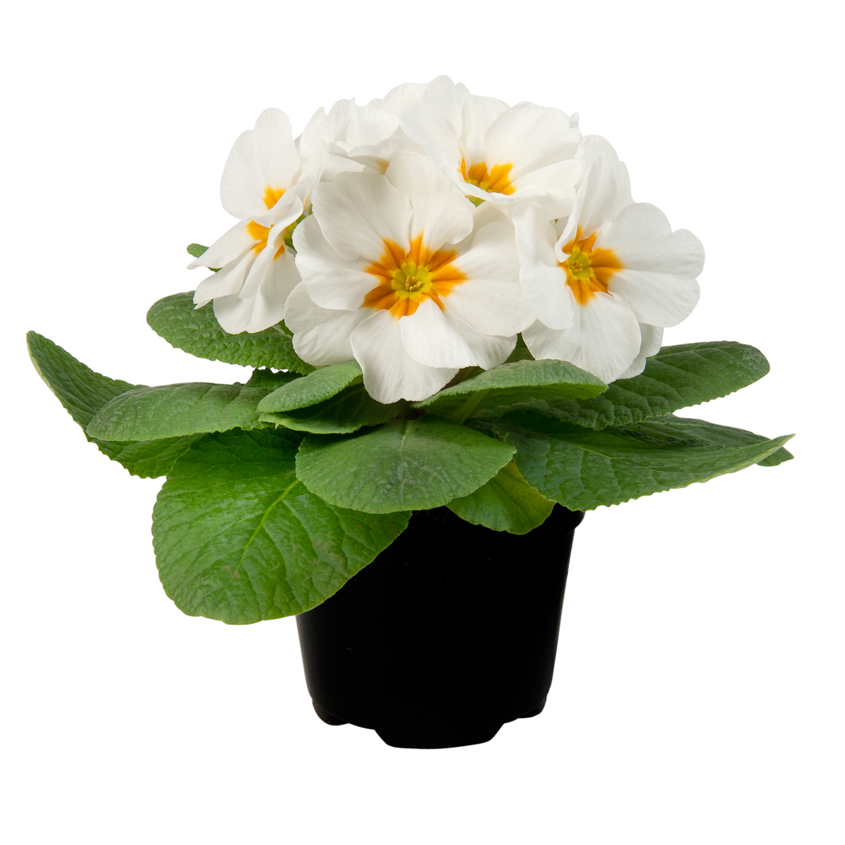 white-550937599.webp