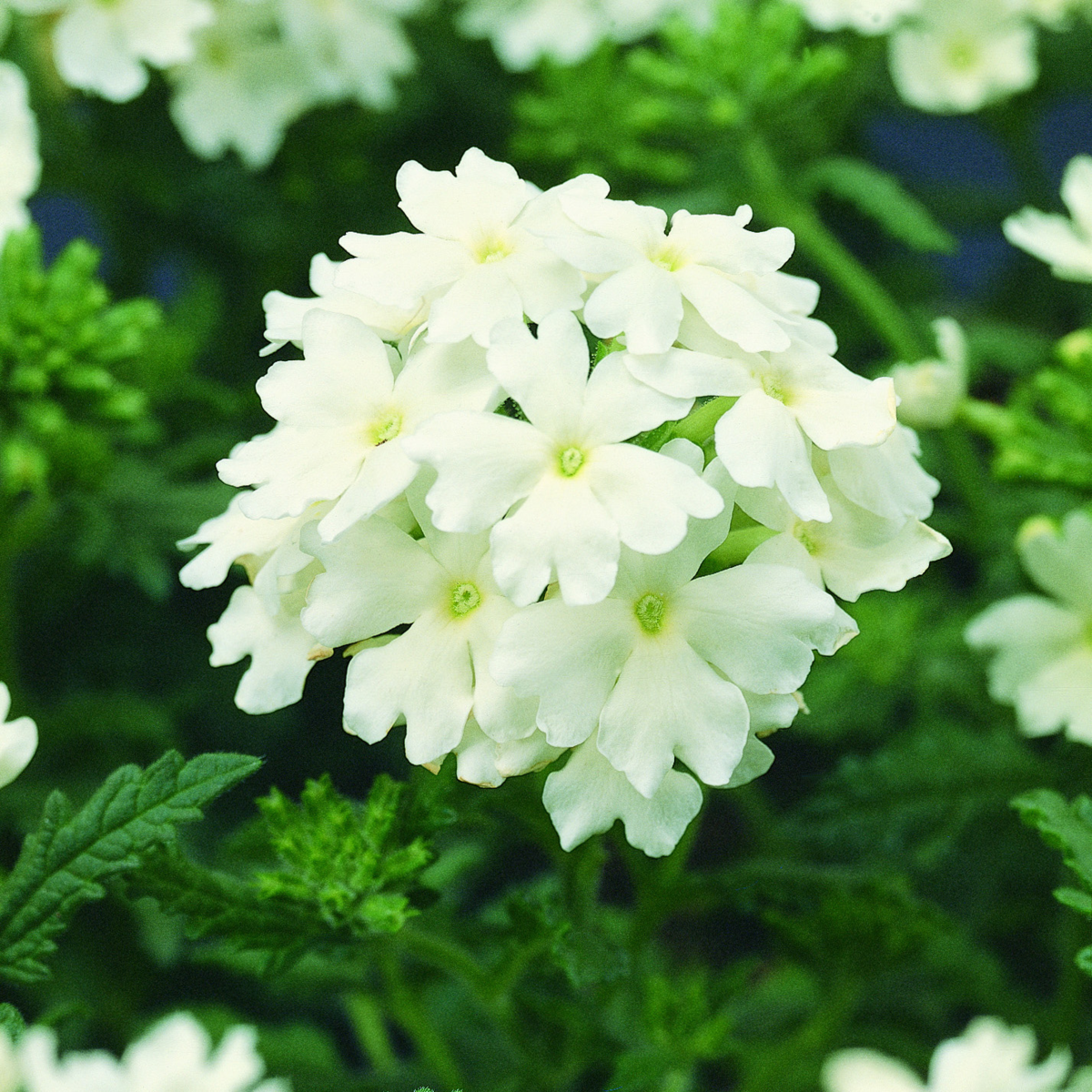 white-597319710.webp