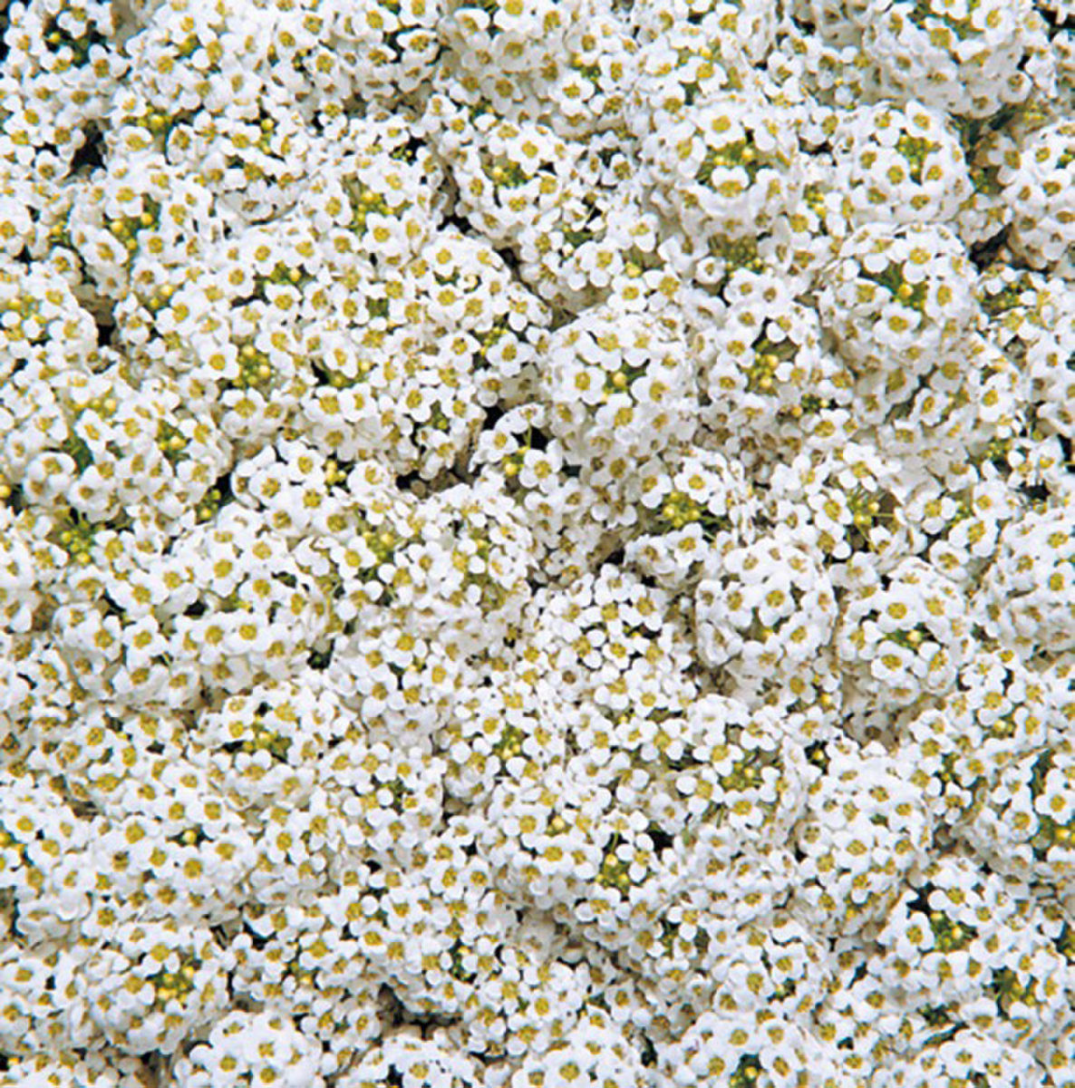 white-747312845.webp