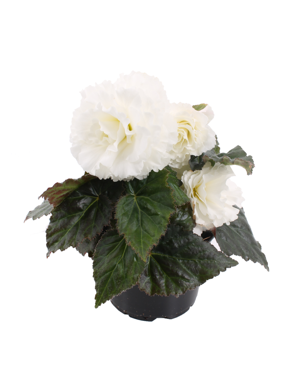 white-921601408.webp