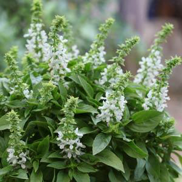 white-basil-4093272141.webp