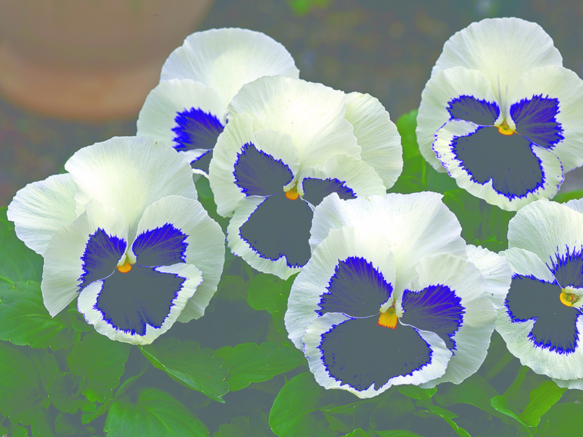 white-blotch-1688254106.webp