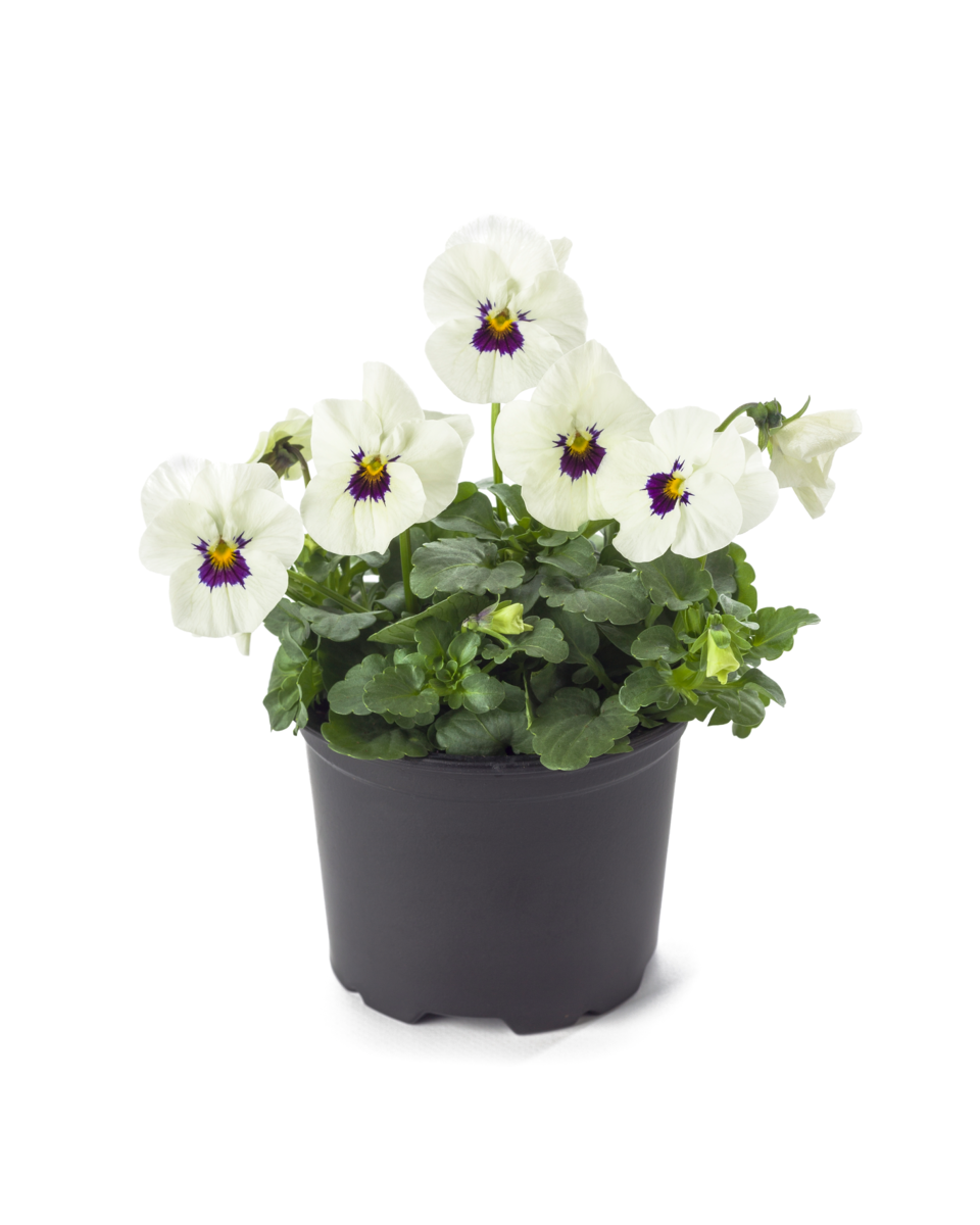white-blotch-416541537.webp
