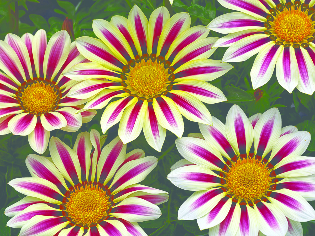 white-flame-2936763064.webp