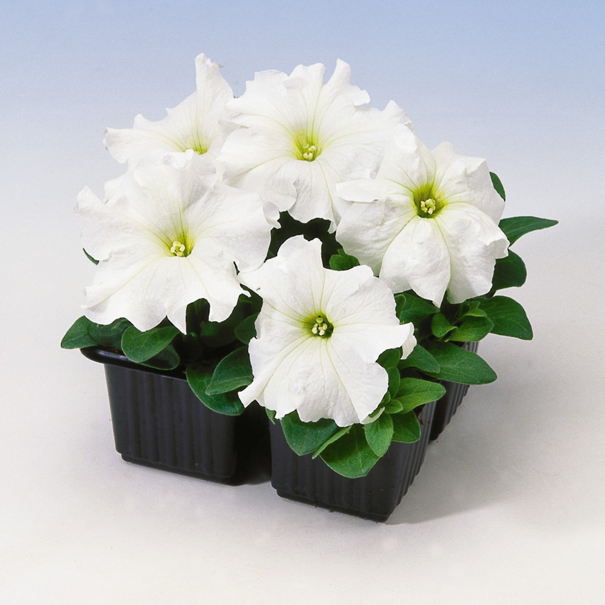 white-gp-1038858588.webp
