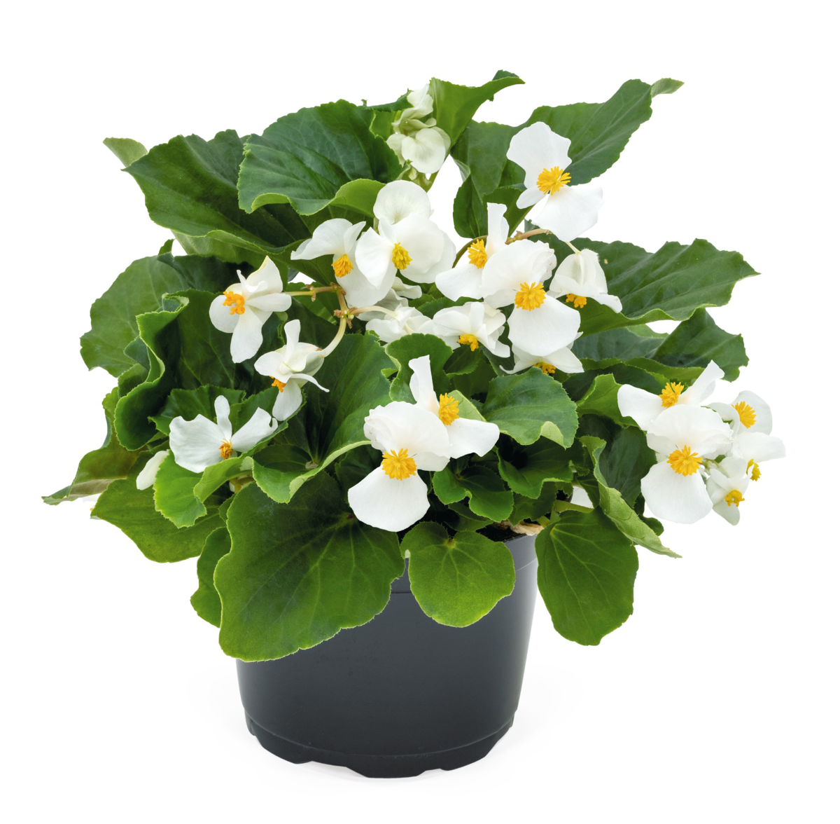 white-green-leaf-1742754681.webp