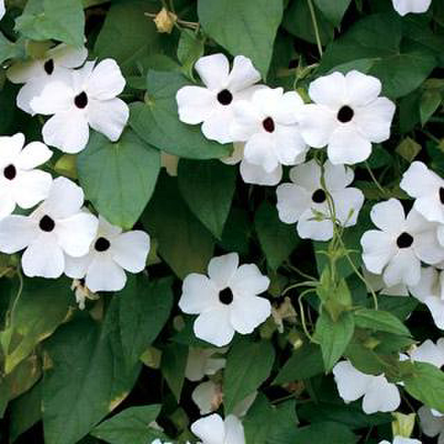 white-halo-693039223.webp