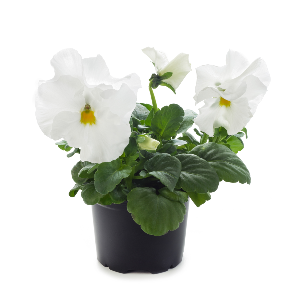white-imp-3891735627.webp