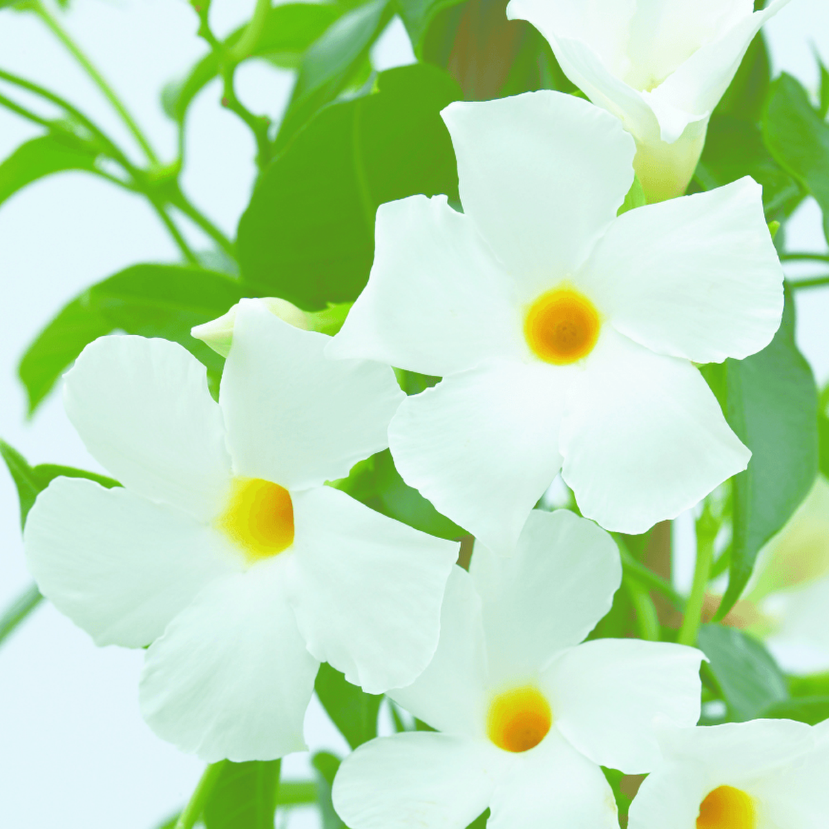 white-impr-1875135721.webp