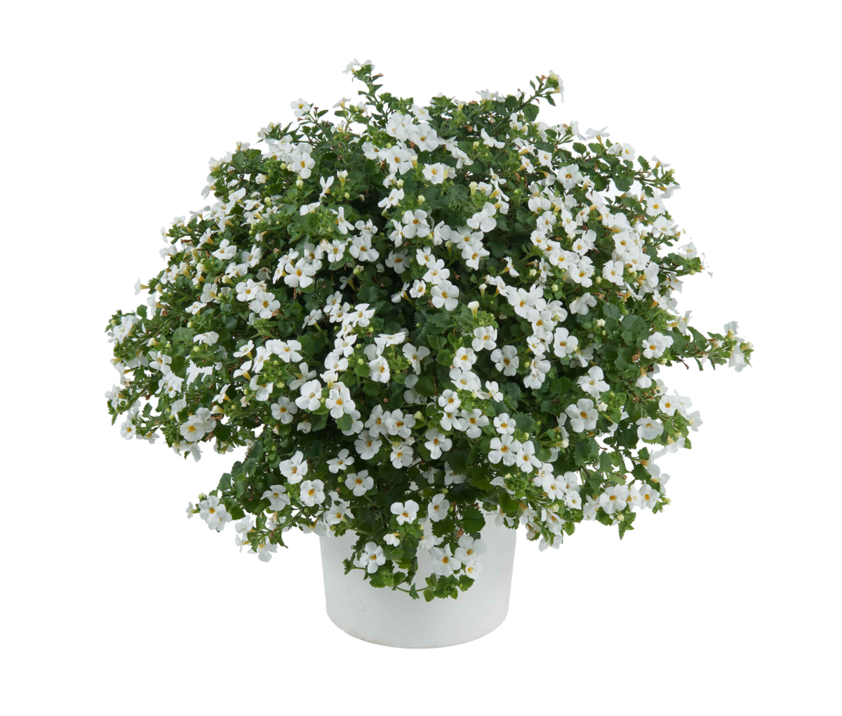 white-impr-2840515574.webp