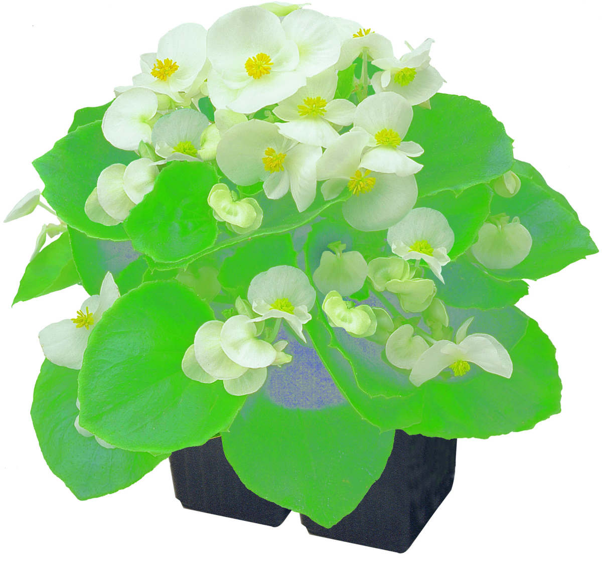 white-impr-442822180.webp