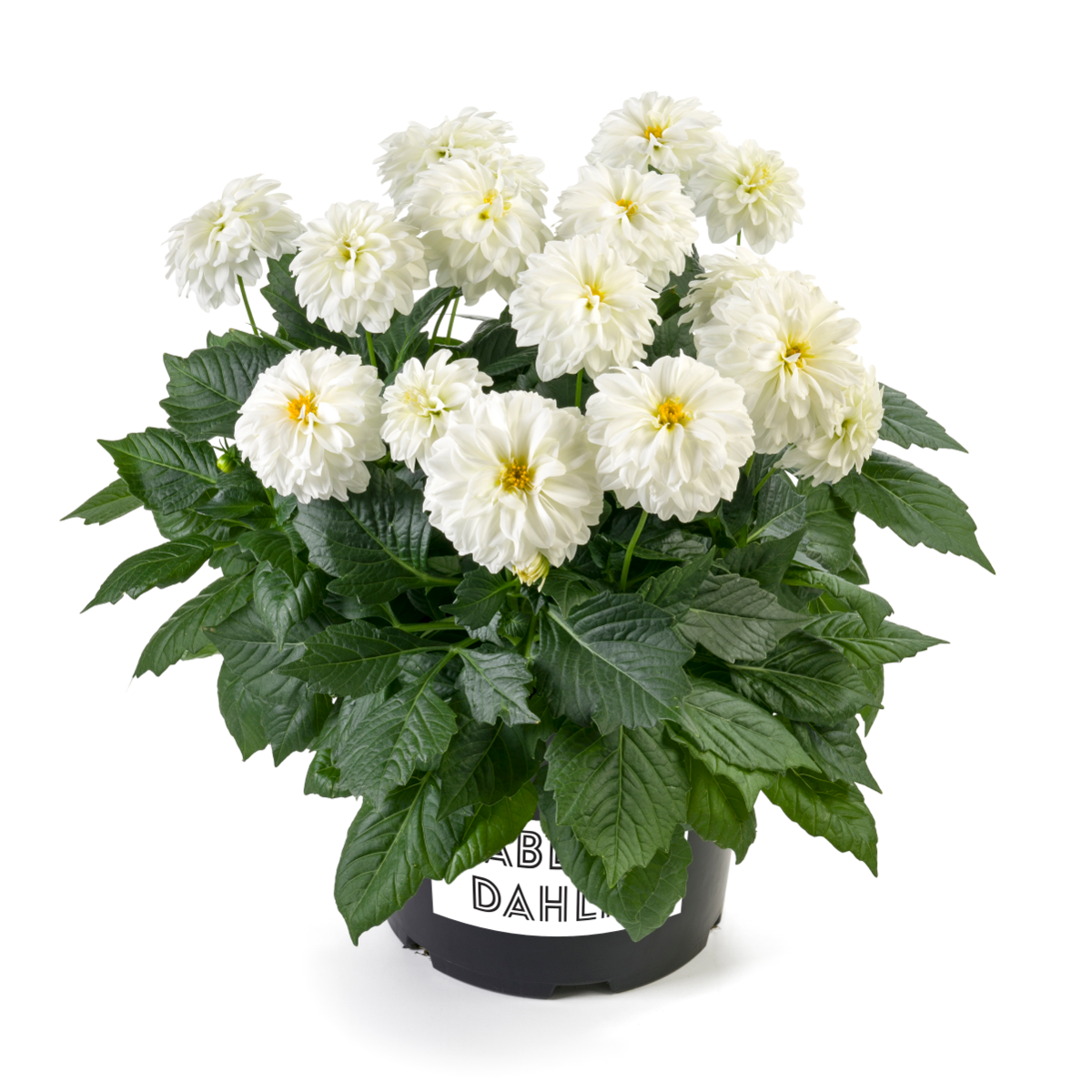 white-impr-daxx-3774-811718736.webp