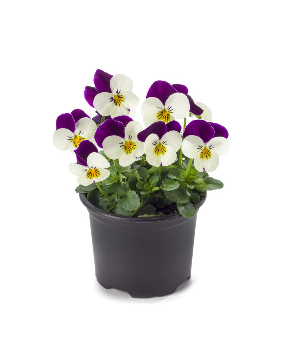 white-purple-2933357700.webp