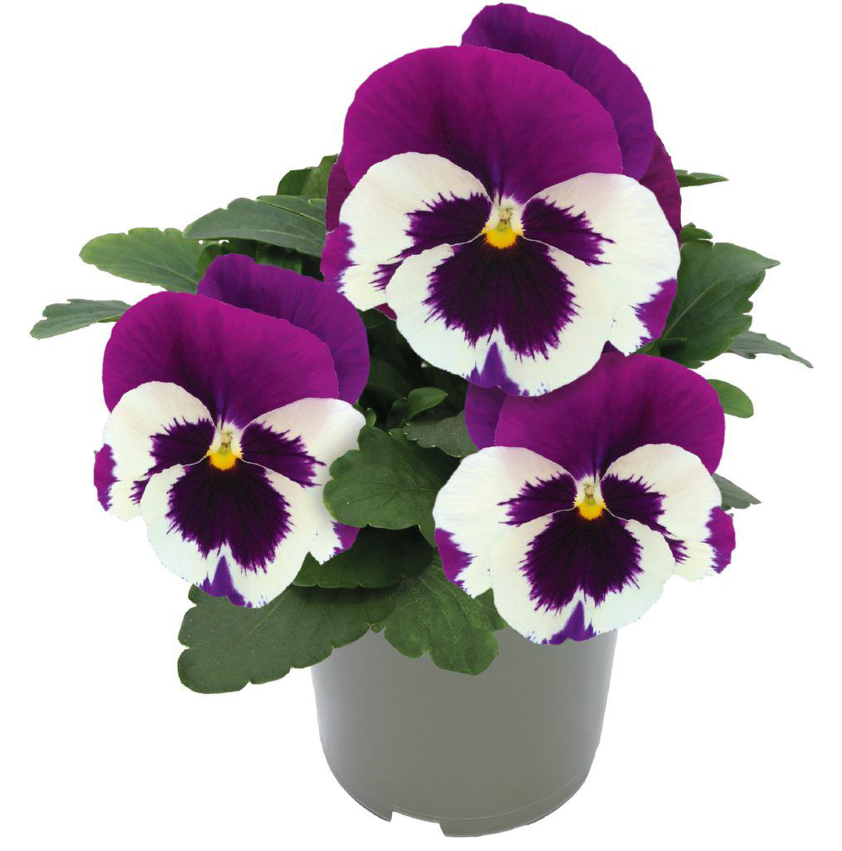 white-violet-wing-3782789878.webp