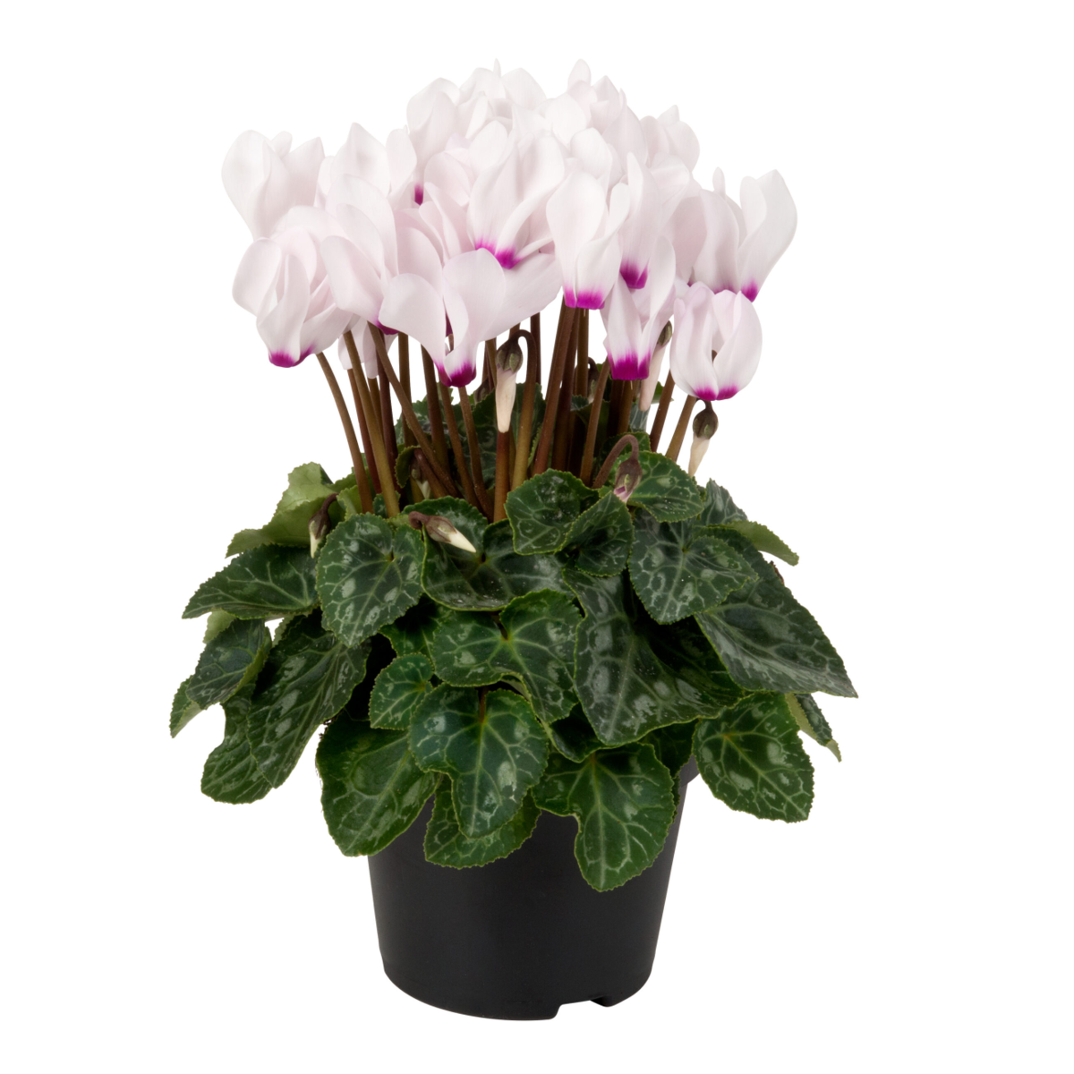 white-with-eye-2385471541.webp