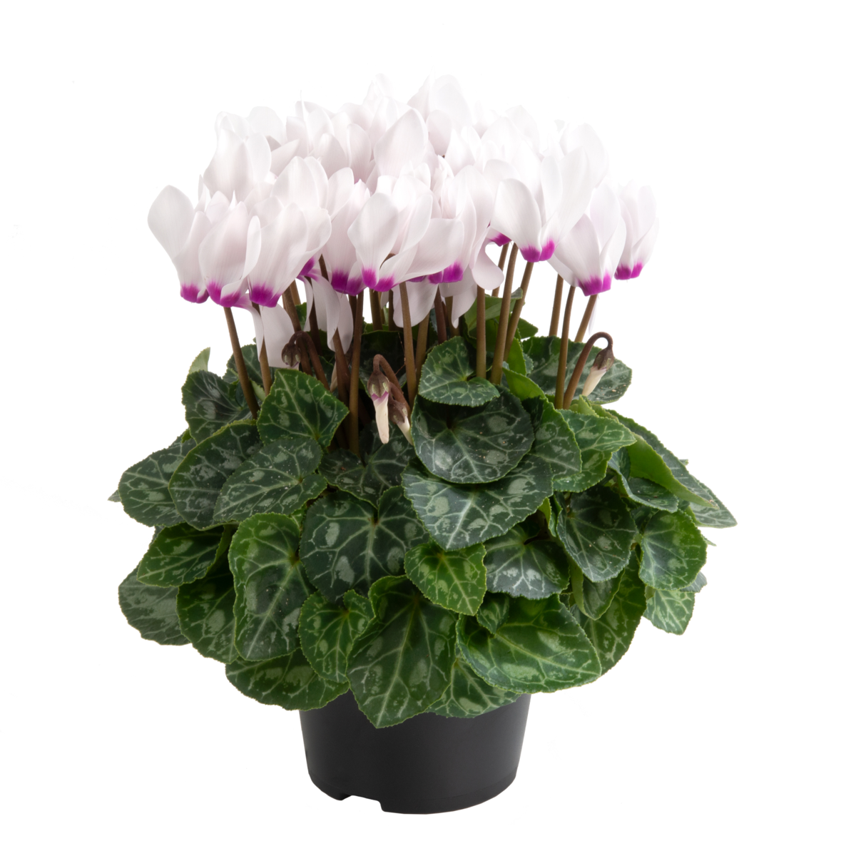 white-with-eye-3493267445.webp