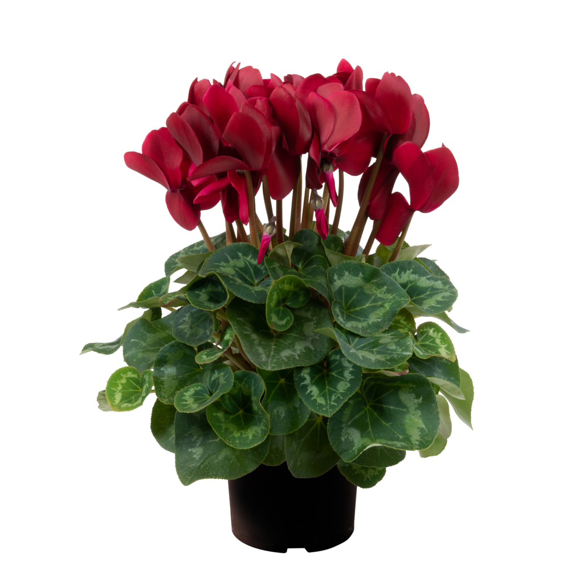 wine-red-02-4122151860.webp