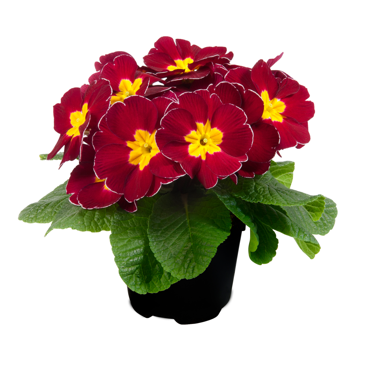 wine-red-1928760199.webp