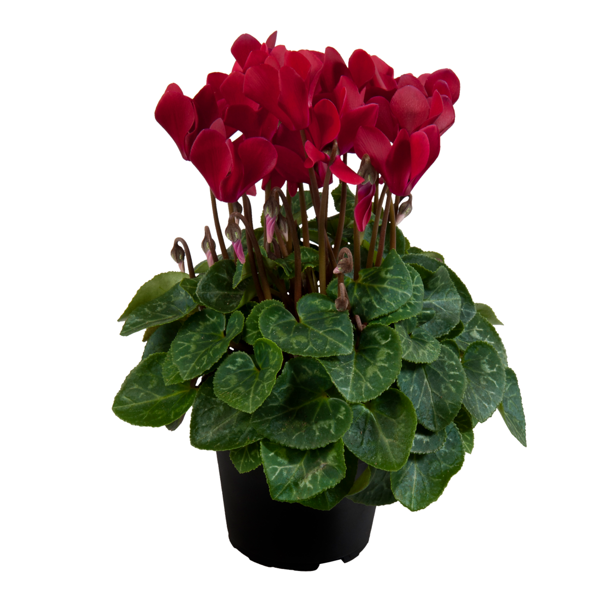 wine-red-3068389757.webp