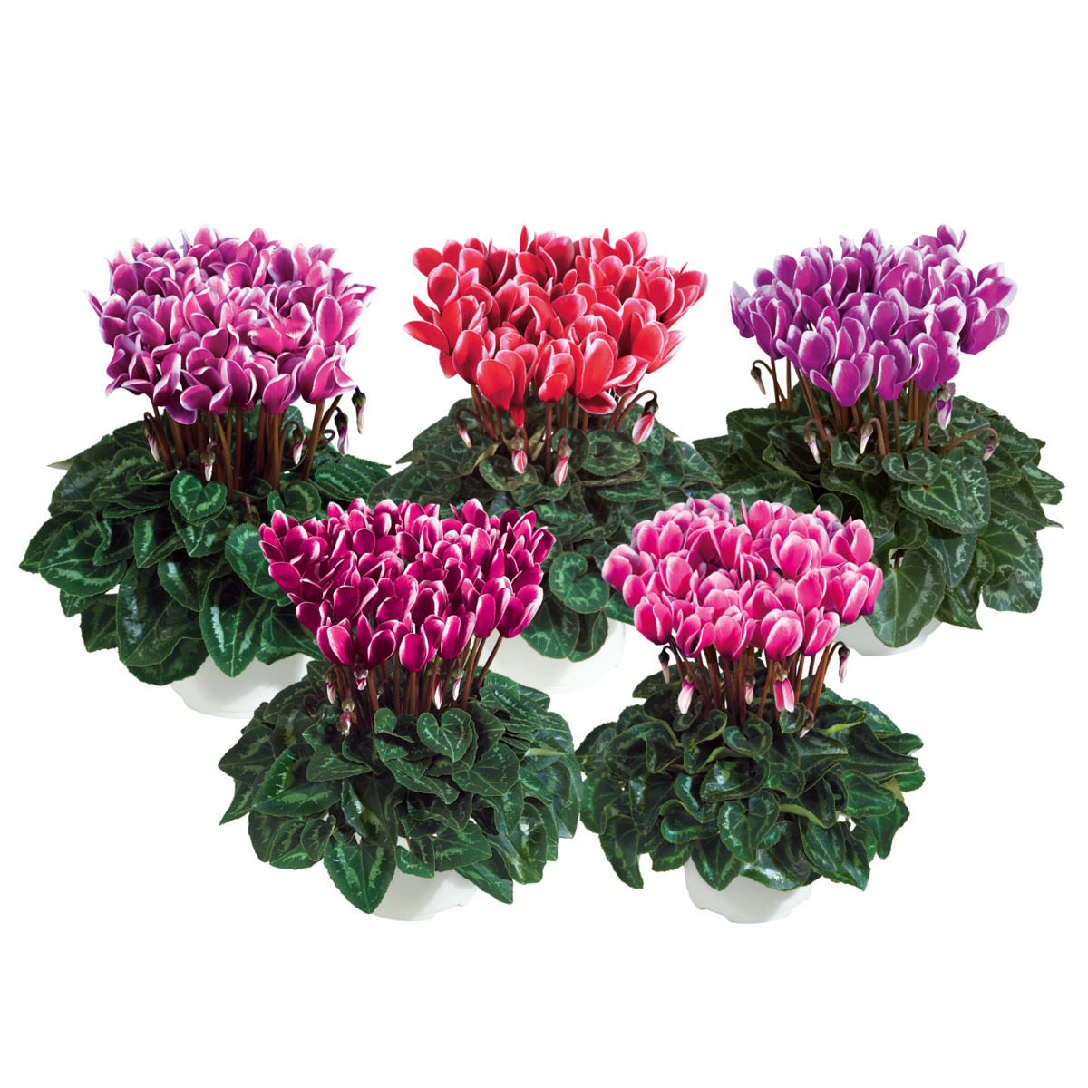 winter-melange-4961-2027919316.webp