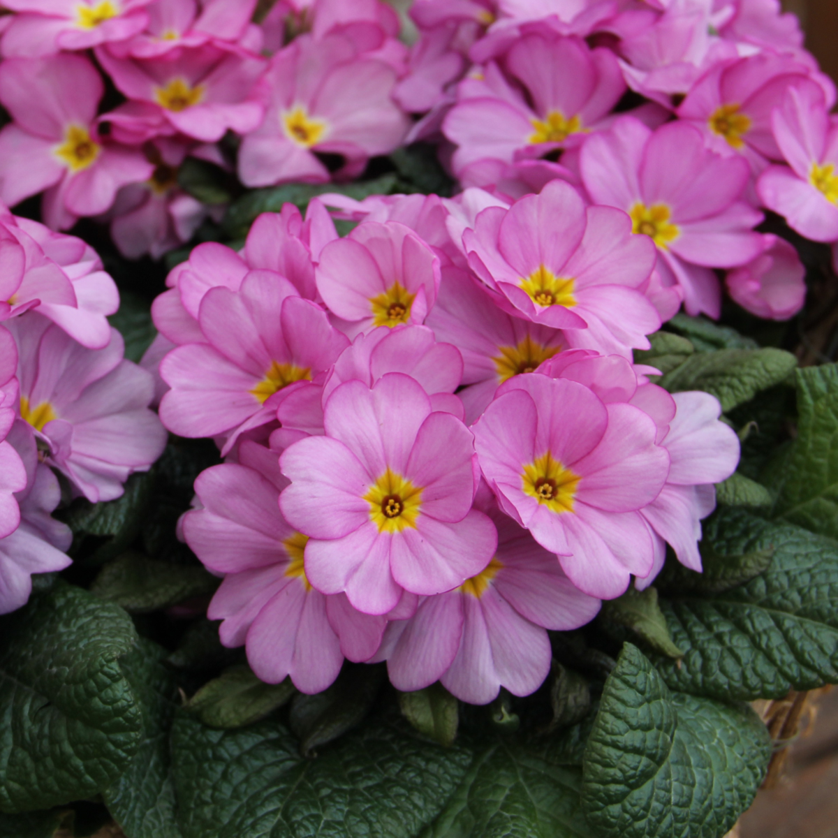 woodland-rose-1601496996.webp