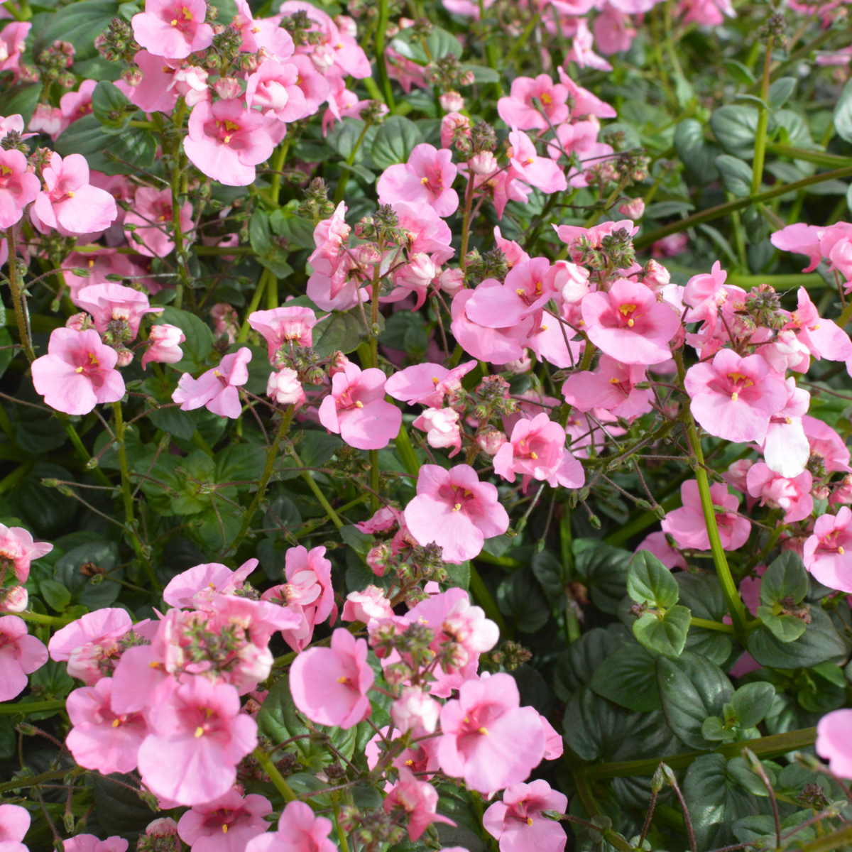 xxl-rose-3356977682.webp