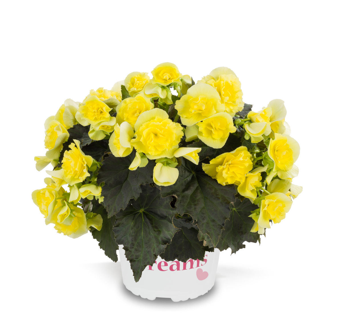 yellow-100205769.webp