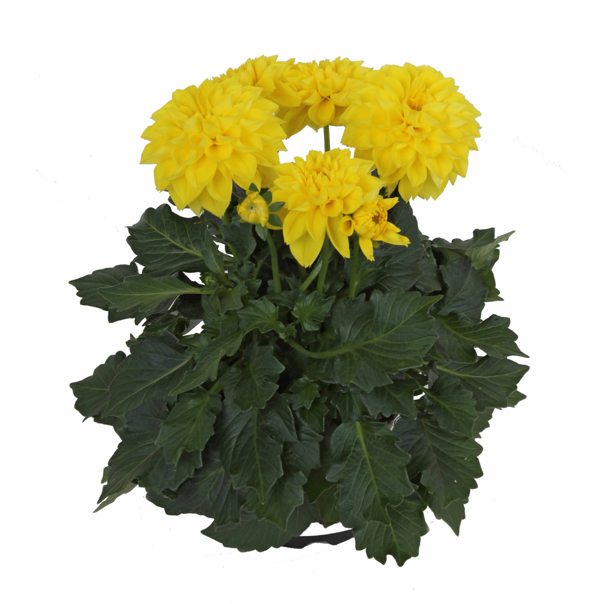 yellow-1161122458.webp