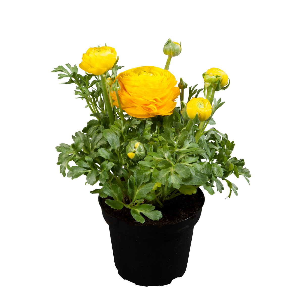 yellow-12-1626622698.webp