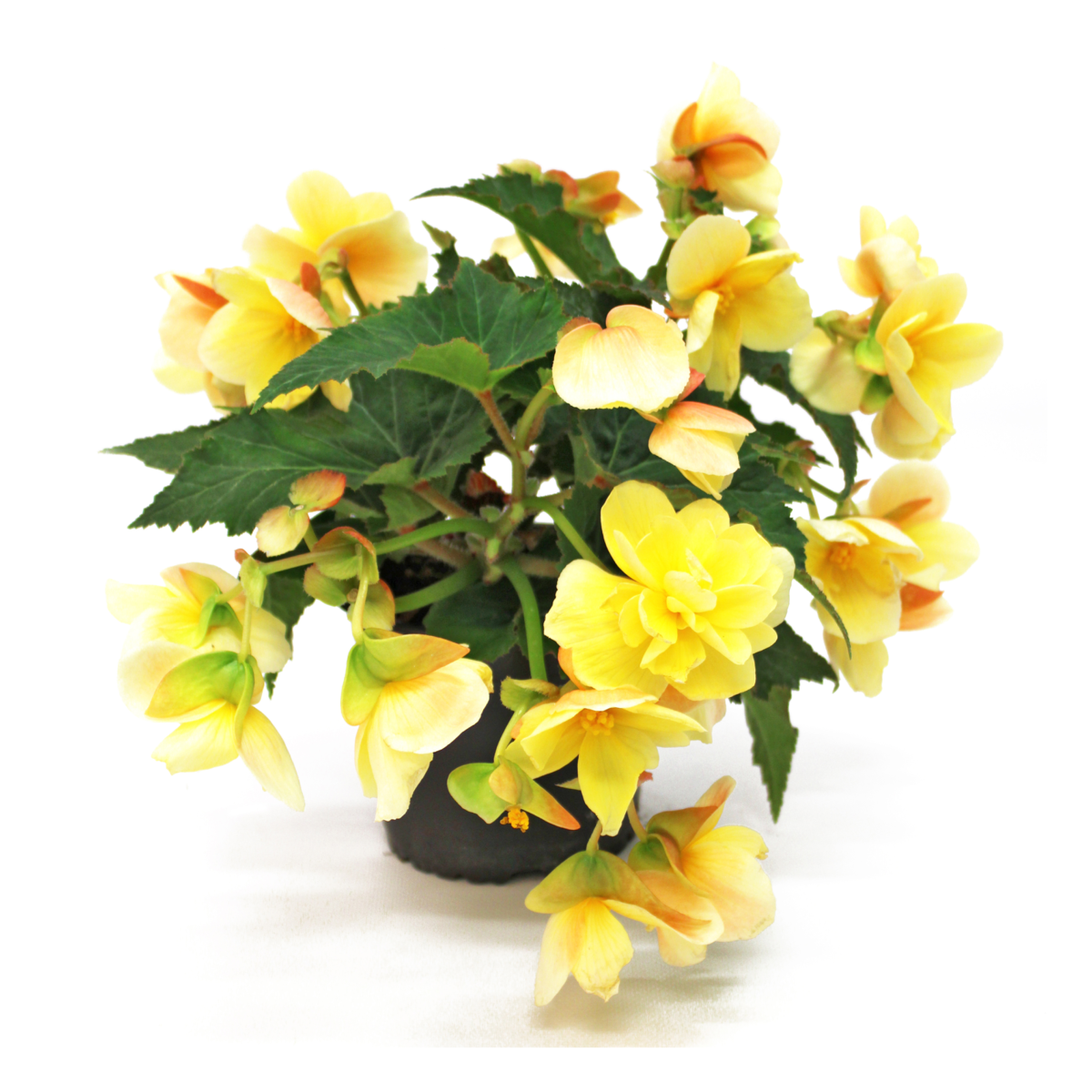 yellow-1414382333.webp