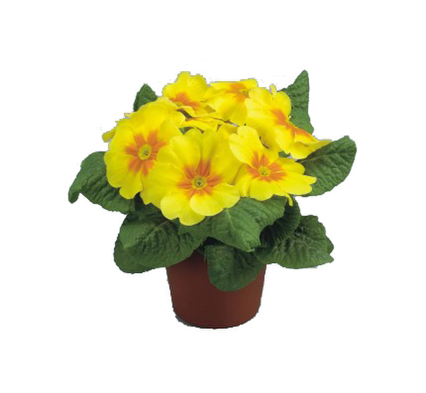 yellow-1538680618.webp