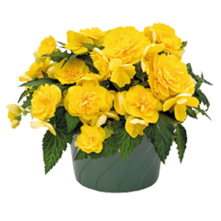yellow-1601931159.webp