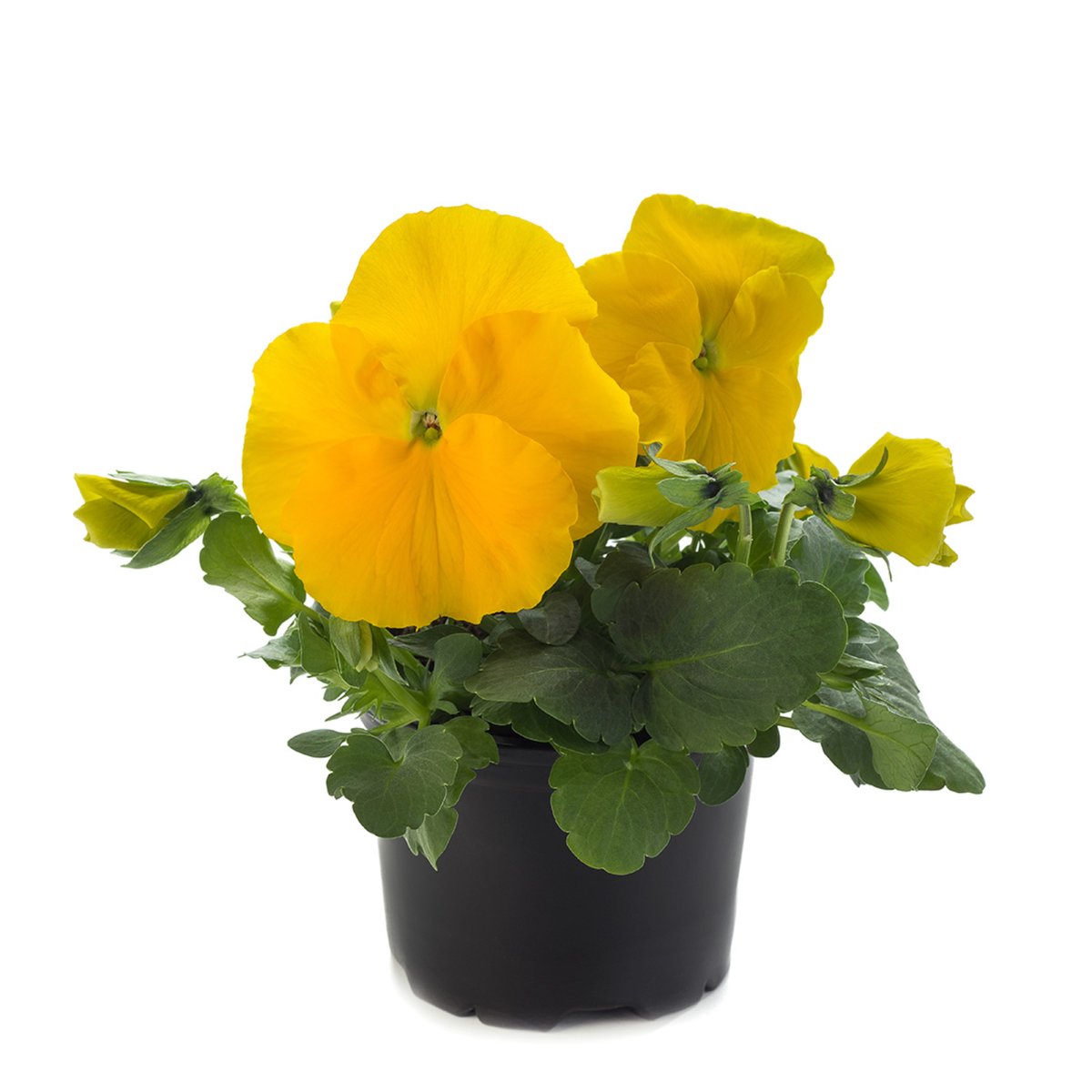 yellow-2020365726.webp