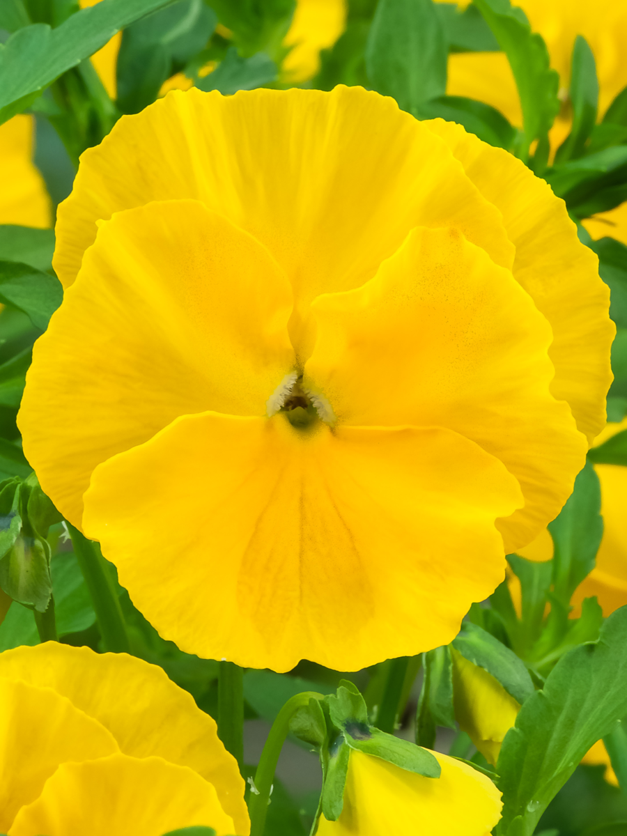 yellow-2026055694.webp