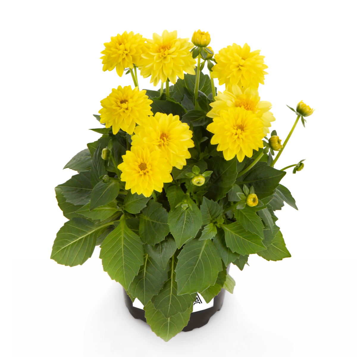 yellow-2030202810.webp