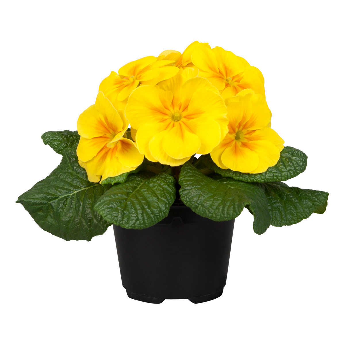 yellow-219786688.webp