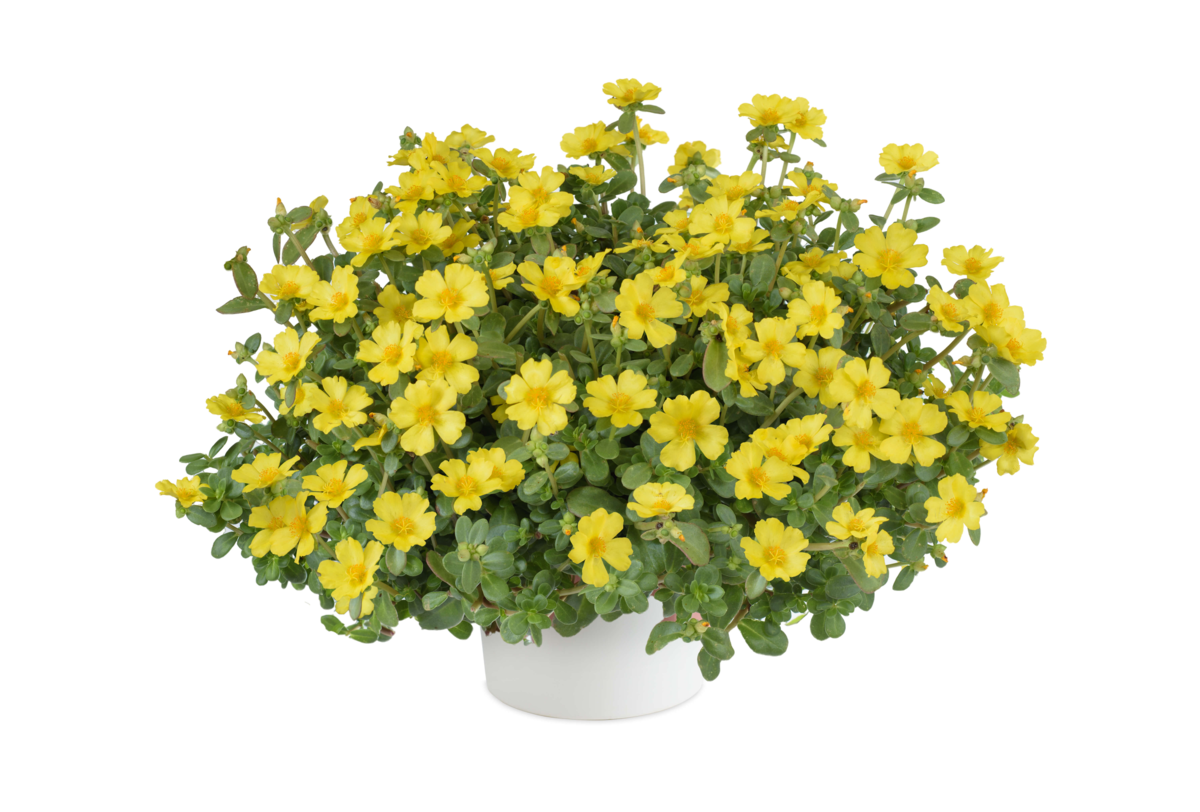 yellow-2221053914.webp