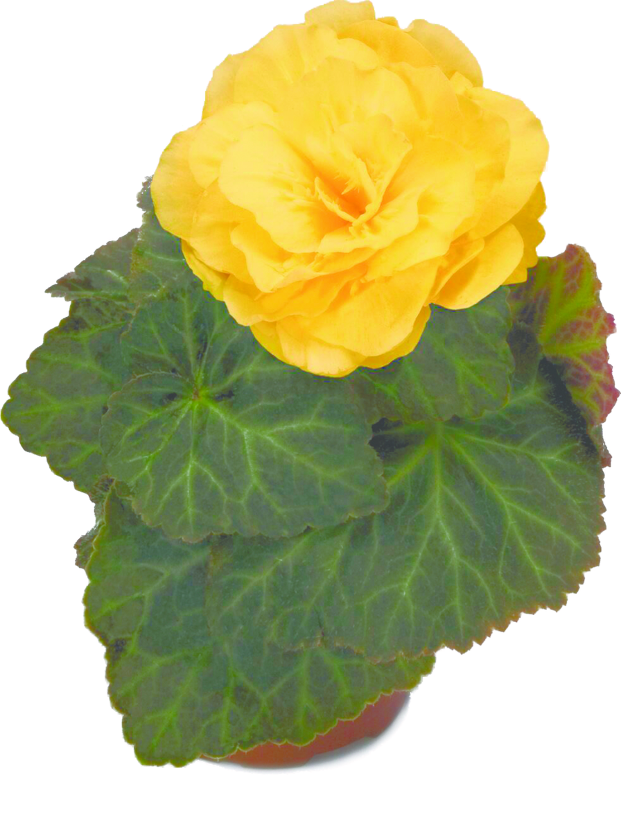 yellow-2241485962.webp