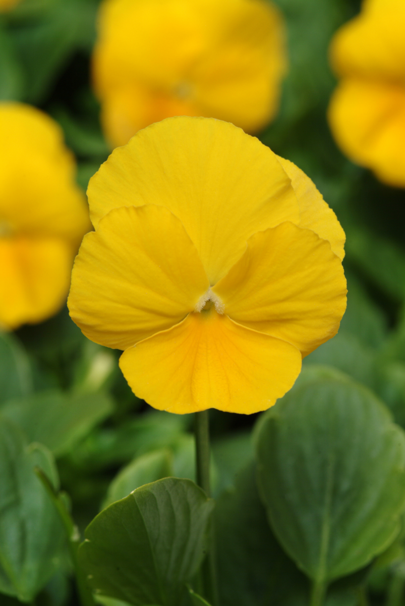 yellow-2397371104.webp