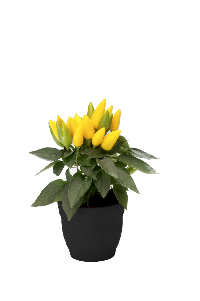 yellow-2466323699.webp