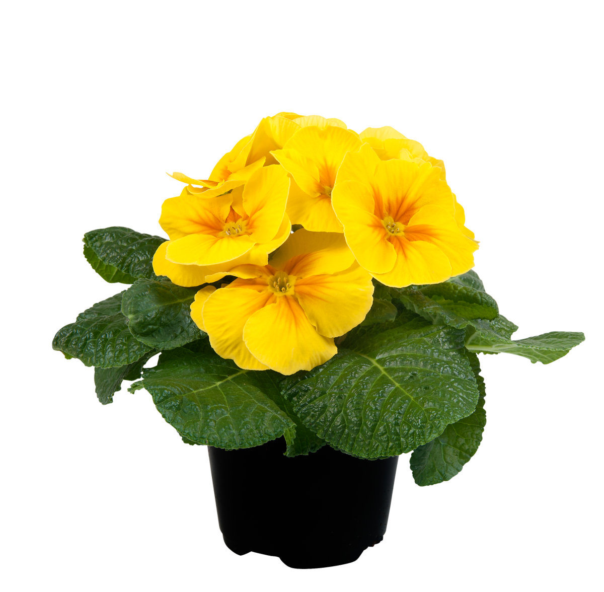 yellow-2538668276.webp