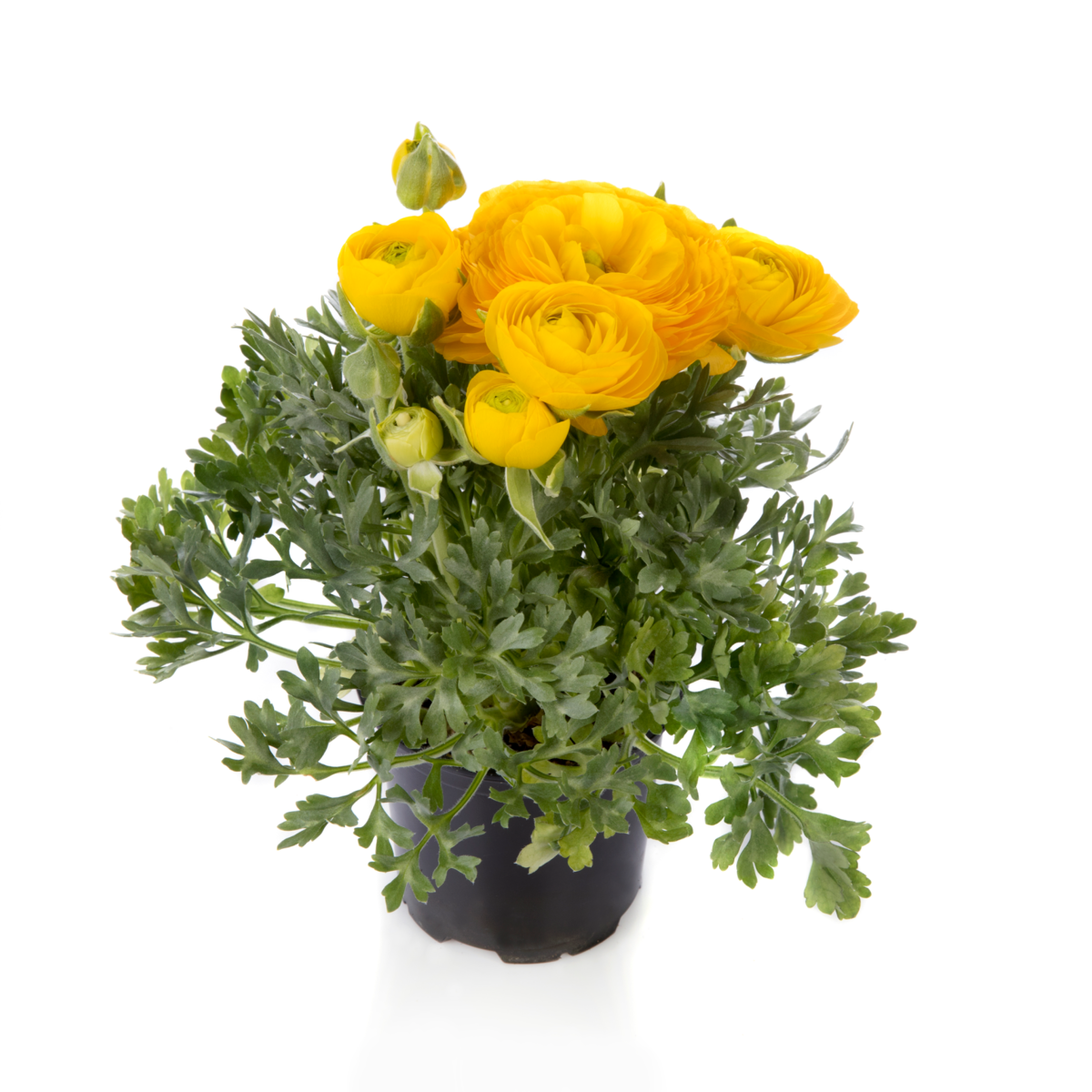yellow-2554956768.webp